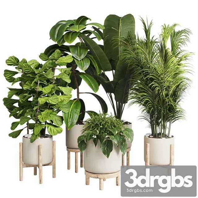 Collection indoor plant 30 -wood vase