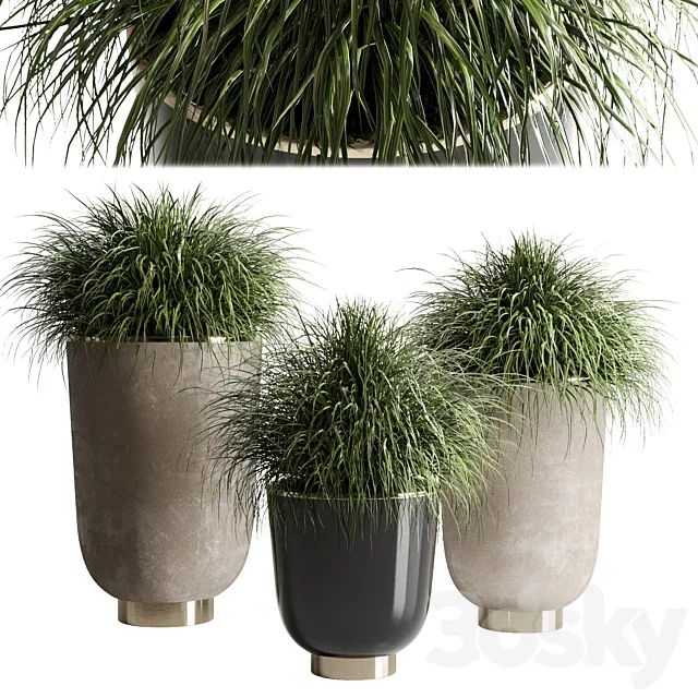 collection Indoor plant 54 vase concrete plant grass pot 3DS Max Model