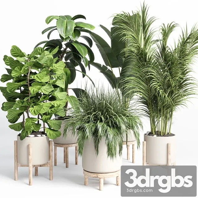 Collection indoor plant 73 pot grass palm plant wood vase pot