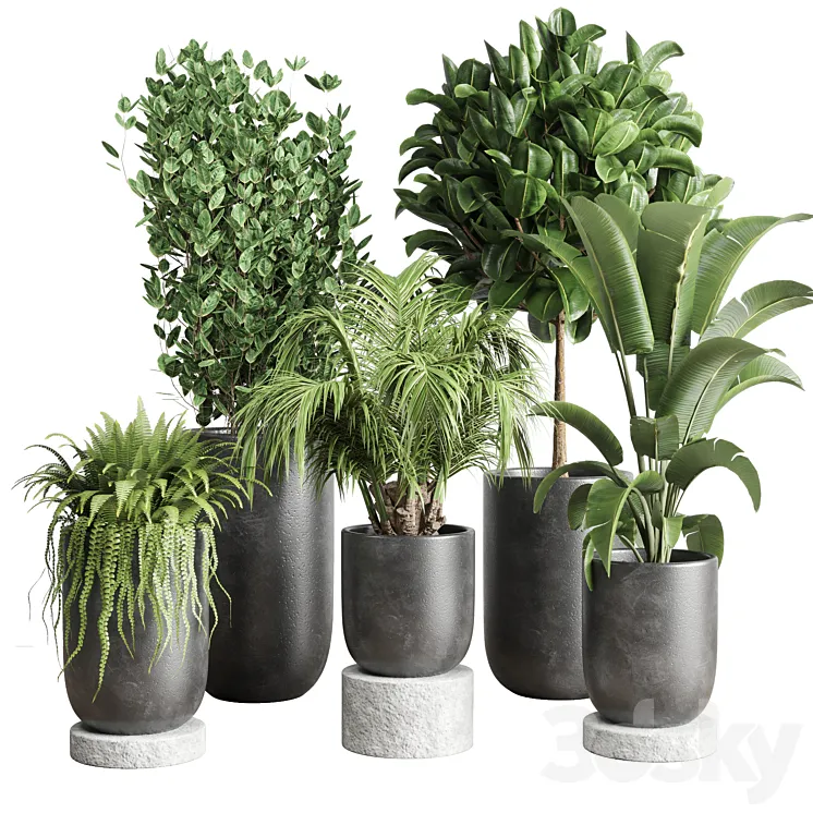 collection Indoor plant 78 pot tree plant palm concrete vase 3DS Max