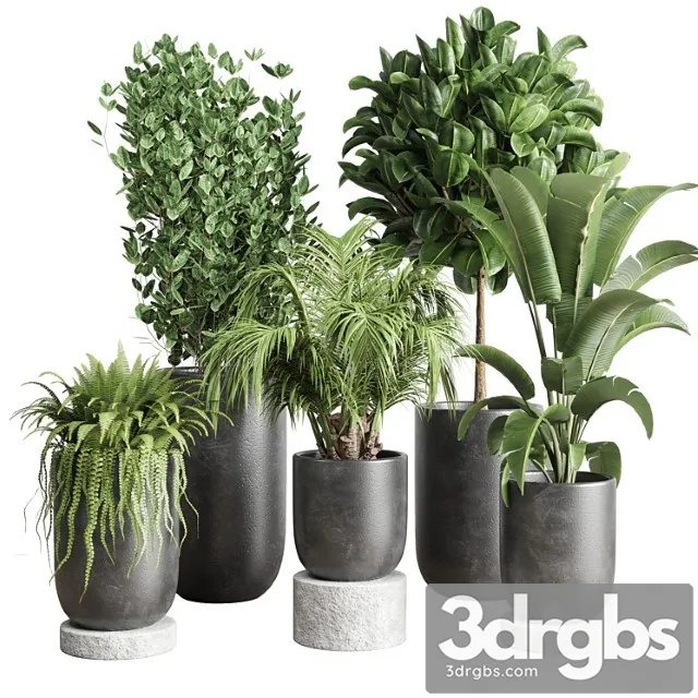 Collection indoor plant 78 pot tree plant palm concrete vase