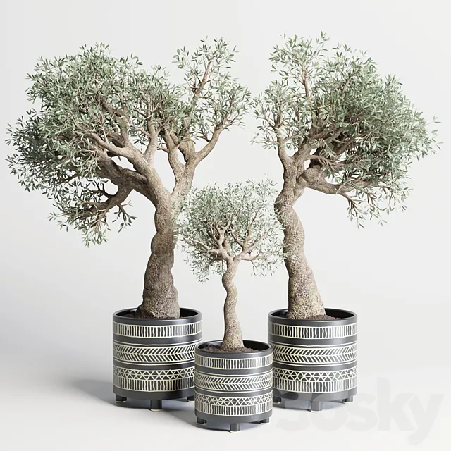 collection Indoor plant 99 vase handmade pottery-family tree old olive pot 3DSMax File