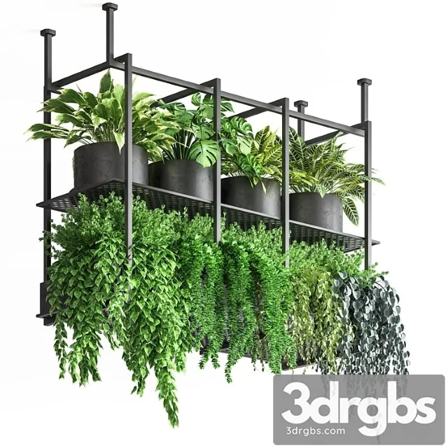 Collection indoor plants hanging pot metal 01