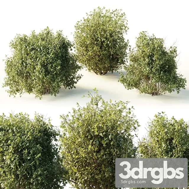 Collection Mixed Plants Bush Shrubs Set 04 3dsmax Download