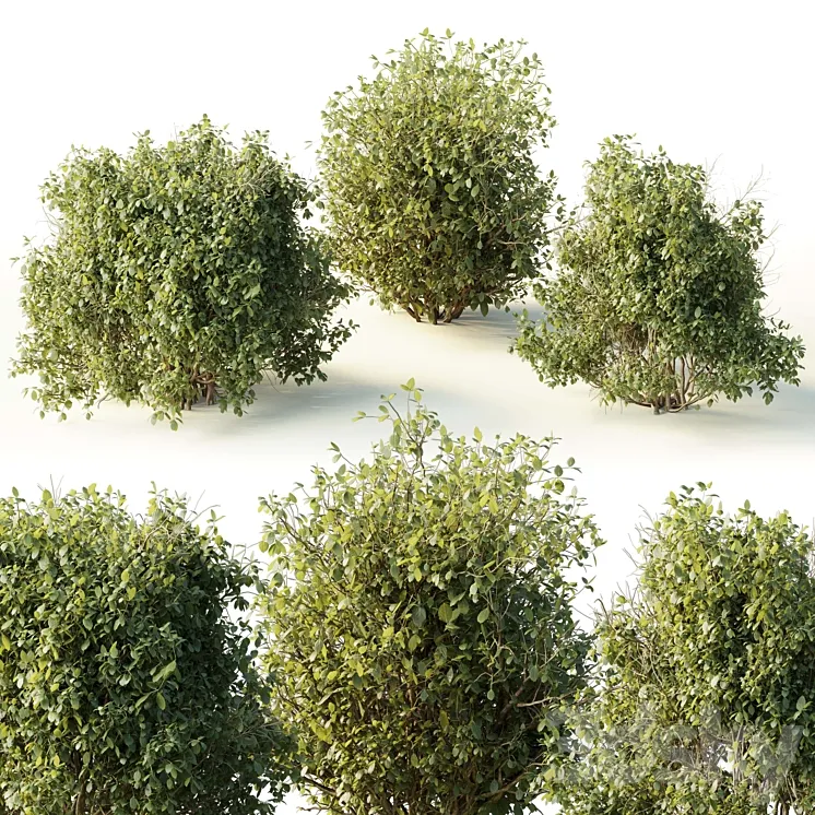 Collection mixed plants bush_shrubs set 04 3DS Max Model