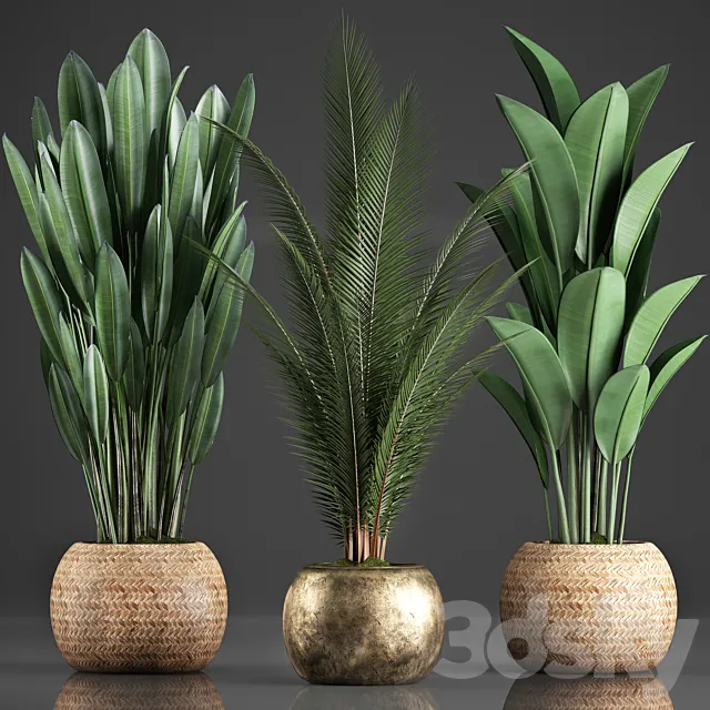 Collection of 360 plants. Banana. coconut tree. strelitzia. basket. rattan. indoor plants. strelitzia. eco design 3DSMax File