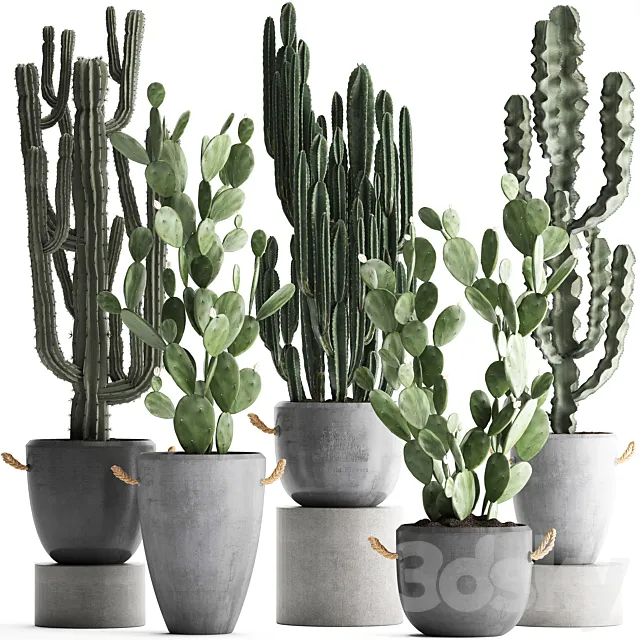 Collection of beautiful cacti in modern concrete pots and vases with Cereus. Prickly pear. indoor plants. outdoor. desert plants. Set 386. 3DSMax File