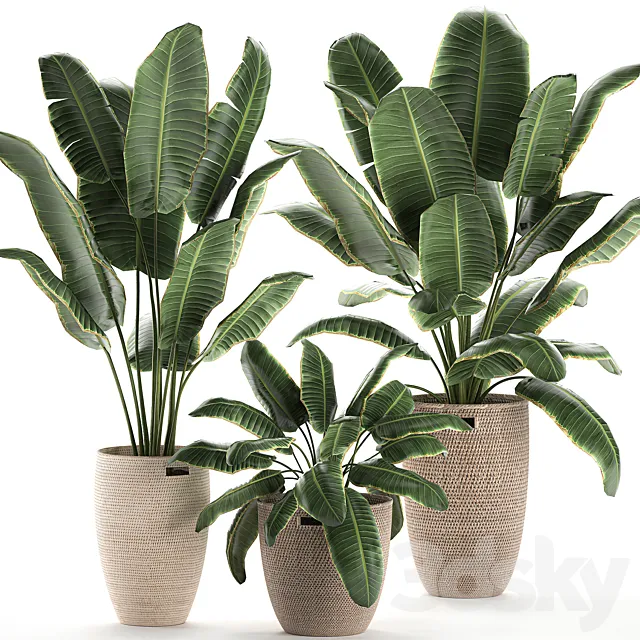 Collection of beautiful lush plants in baskets with strelitzia banana palm ravenala. Set 591. 3ds Max