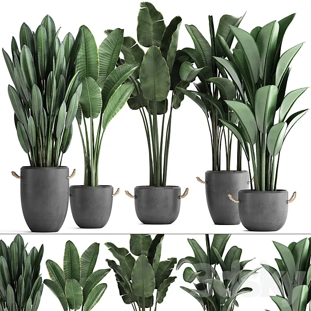 Collection of beautiful plants for the corner with banana palm in black modern concrete pots with Strelitzia. ravenala. Set 419. 3DSMax File