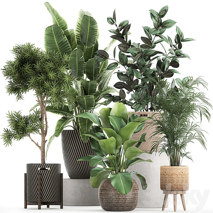 Collection of beautiful plants in baskets with tree palm banana Strelitzia Hovea ficus abidjan. Set 752. 3DS Max
