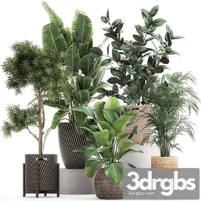Collection of beautiful plants in baskets with tree, palm, banana, strelitzia, hovea, ficus abidjan. set 752.