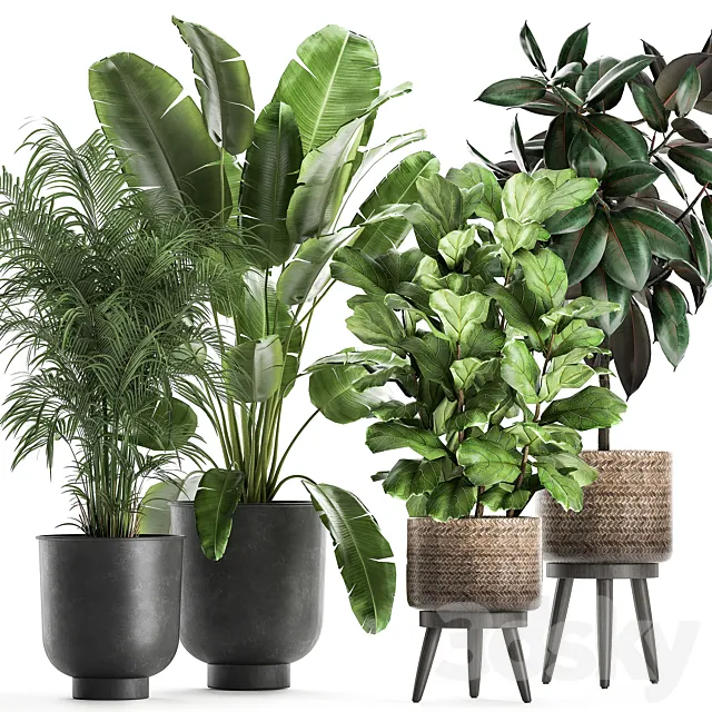 Collection of beautiful plants in black pots and baskets with palm hovea Strelitzia ficus tree Elastic Abidjan. Set 860. 3ds Max