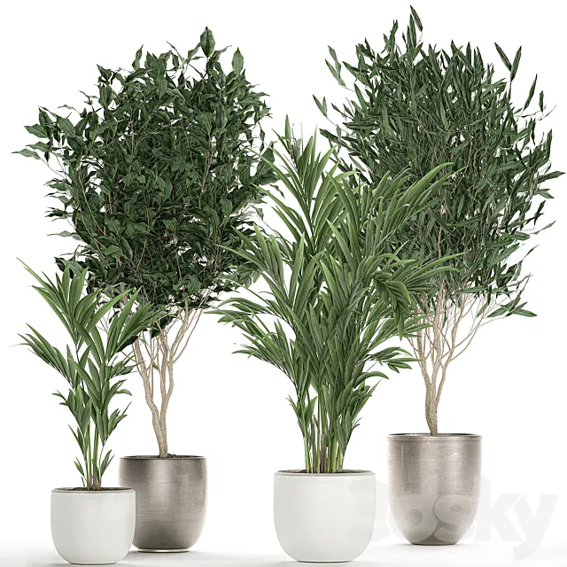 Collection of beautiful plants in stylish white pots with Ficus Binnendiyka Ali tree palm. Set 695. 3ds Max