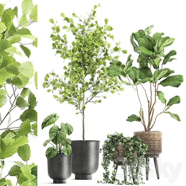 Collection of beautiful potted plants with ficus. Lirata. Philodendron. Ivy trees. Set 1044. 3DSMax File
