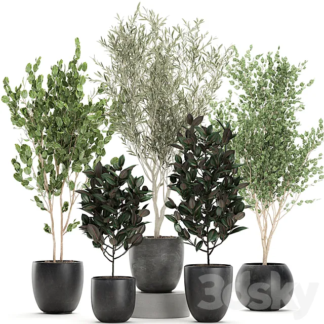 Collection of beautiful small trees in black pots with Olive tree ficus abidjan. Set 695. 3DS Max Model