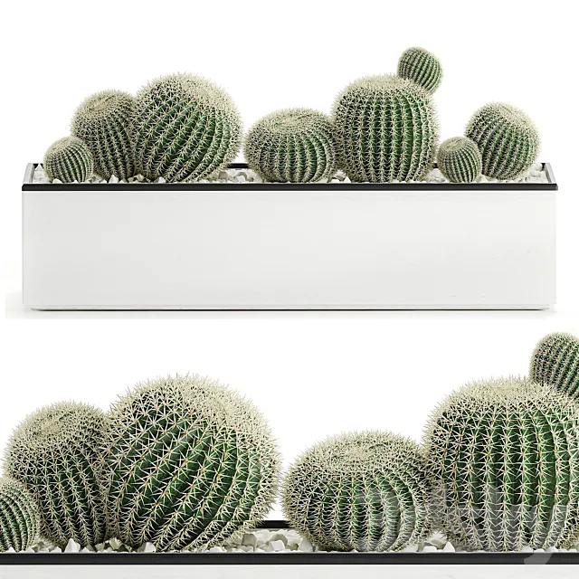 Collection of cacti in a white flowerpot flowerbed with echinocactus. round cactus. Barrel cactus. Set 583. 3DSMax File
