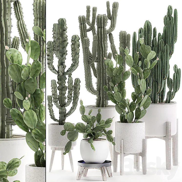 Collection of cacti in white pots Prickly pear cereus Carnegie Milkweed indoor desert plants Prickly pear. Set 571. 3DS Max