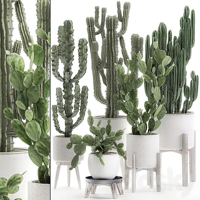 Collection of cacti in white pots Prickly pear. cereus. Carnegie. Milkweed. indoor. desert plants. Prickly pear. Set 571. 3DSMax File