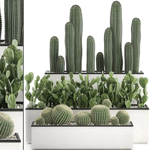 Collection of cacti in white pots Set 578 3dsMax Model
