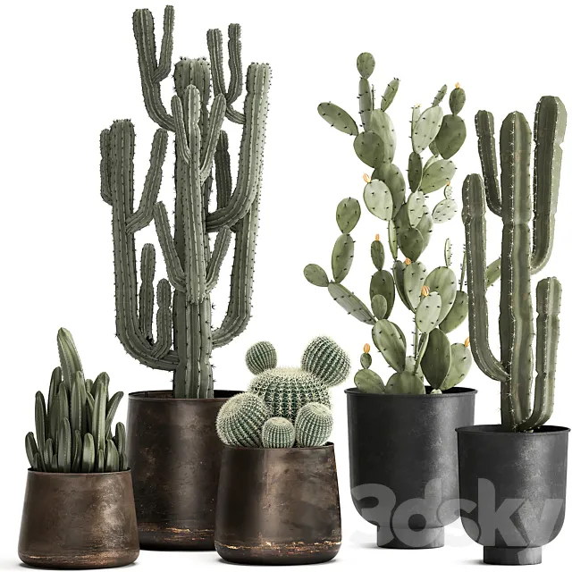 Collection of Cacti plants in metal rusty pots of Prickly pear. Carnegie. round cactus. Set 992. 3DSMax File