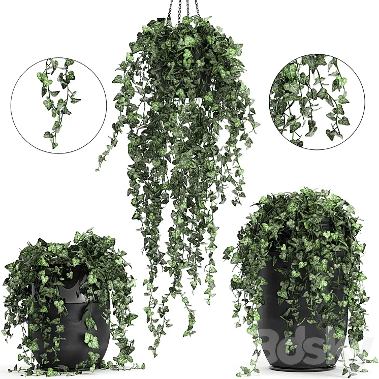 Collection of climbing and hanging plants in black pots ivy suspension. Set 725. 3DS Max