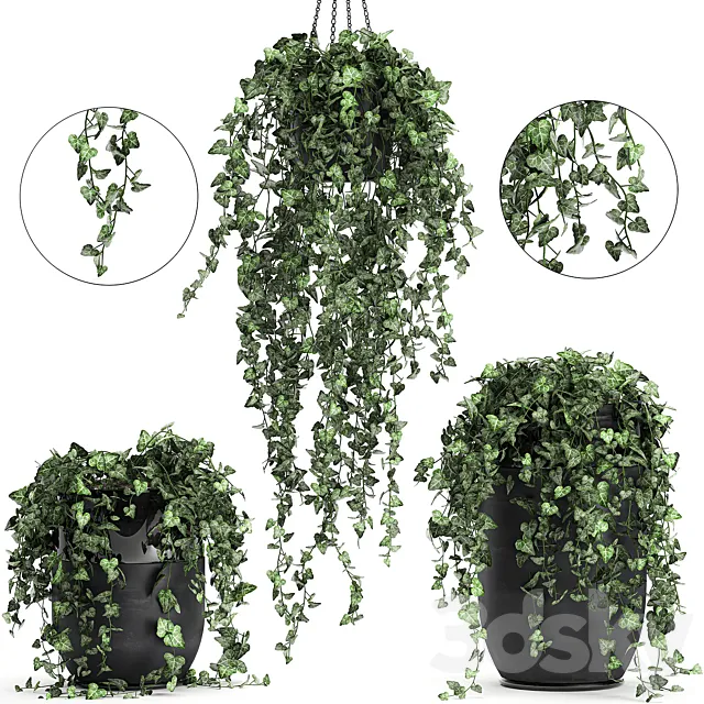 Collection of climbing and hanging plants in black pots ivy. suspension. Set 725. 3DSMax File