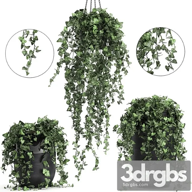 Collection of climbing and hanging plants in black pots ivy, suspension. set 725.