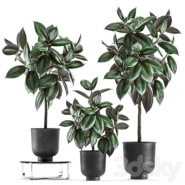 Collection of decorative small trees in black pots Ficus Abidjan robusta elastica. Set 848. 3DS Max Model