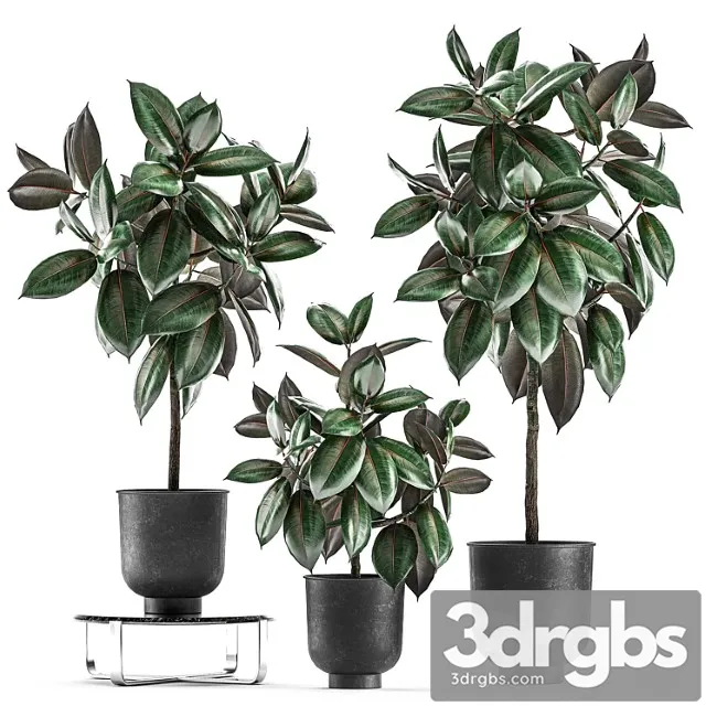 Collection of decorative small trees in black pots ficus abidjan, robusta, elastica. set 848.