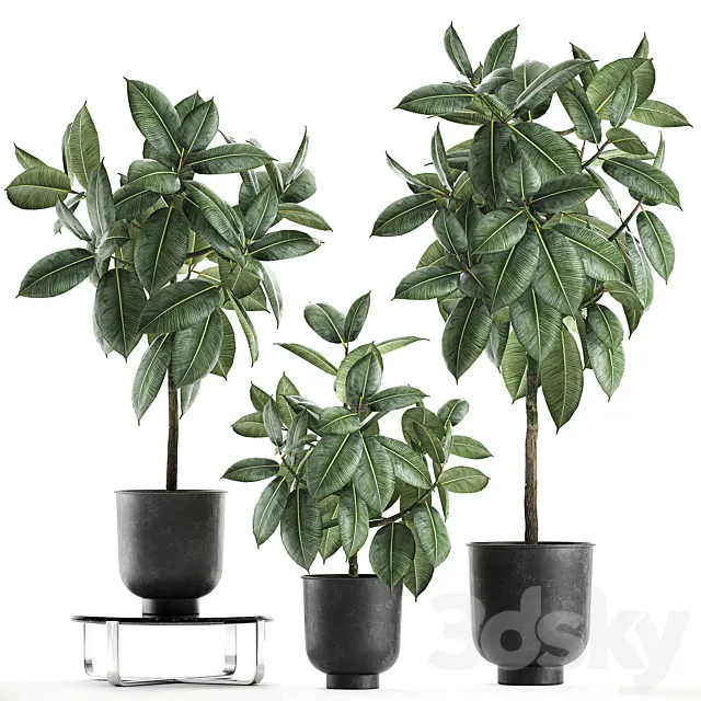 Collection of decorative small trees in black pots Ficus rubberiferous robusta elastic. Set 850. 3ds Max