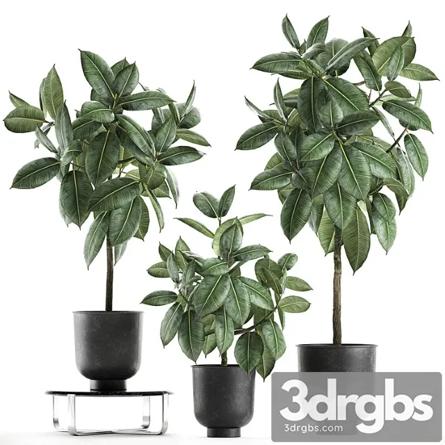 Collection of decorative small trees in black pots ficus rubberiferous, robusta, elastic. set 850.