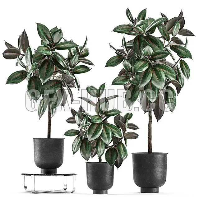 Collection of decorative small trees in black pots Set 848 3dsMax Model