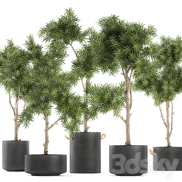 Collection of decorative trees in black pots topiary. Set 751. 3DS Max Model