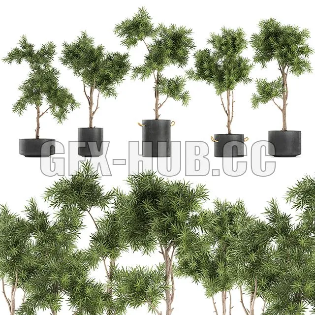 Collection of decorative trees in black pots topiary Set 751 3dsMax Model