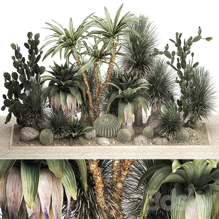 Collection of desert plants from cacti Yucca and prickly pear carnegie Dracaena thickets botanical garden. 1108. 3DS Max