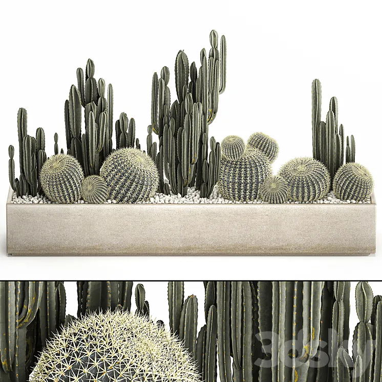 Collection of desert plants in a vase of cacti cereus and echinocactus barrel cactus. Set 1097. 3DS Max