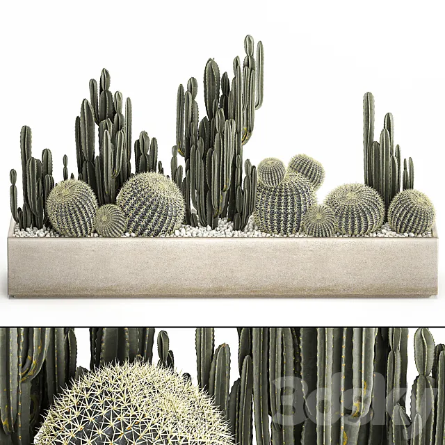 Collection of desert plants in a vase of cacti. cereus and echinocactus. barrel cactus. Set 1097. 3DSMax File