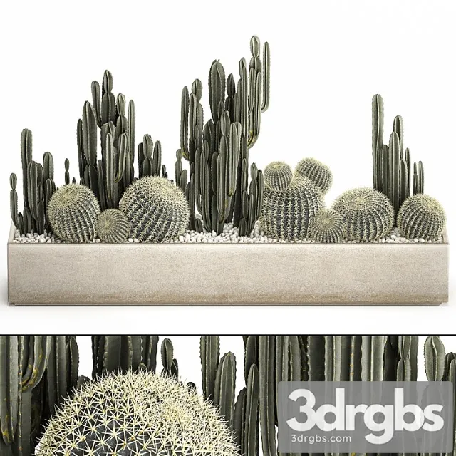 Collection of desert plants in a vase of cacti, cereus and echinocactus, barrel cactus. set 1097.