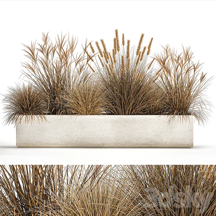 Collection of dried flower plants in a pot of Pampas grass reeds flowerbed landscaping bushes. 1072. 3DS Max