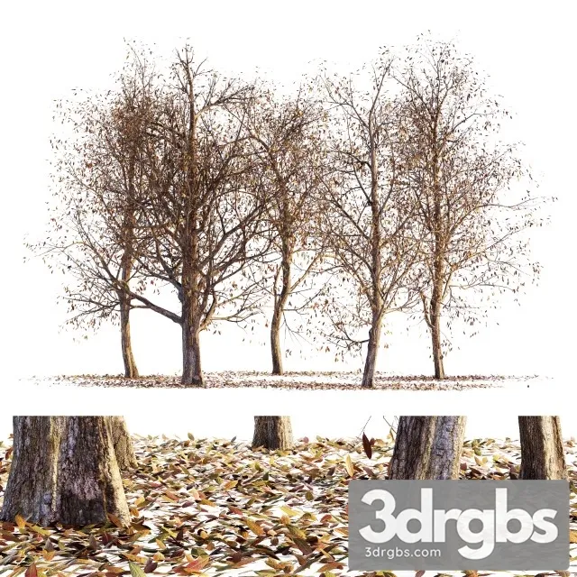 Collection of Dry Autumn Trees 001 3dsmax Download