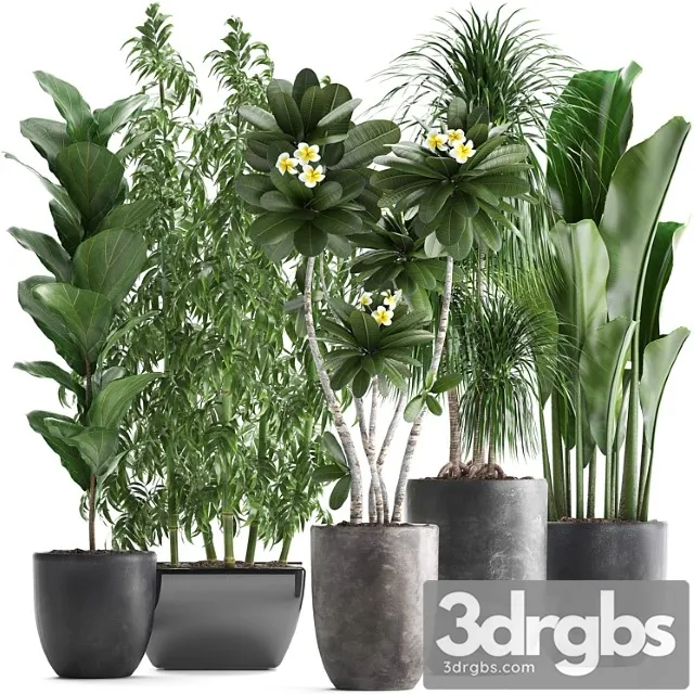 Collection of Exotic Plants in Black Pots and Vases for Decor and Interior with Bamboo Ficus Dracaena Banana Plumeria Bushes Set 311 3dsmax Download