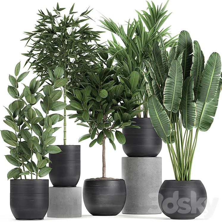 Collection of exotic plants in black pots with Bamboo bush ficus palm banana Plumeria. Set 715. 3DS Max