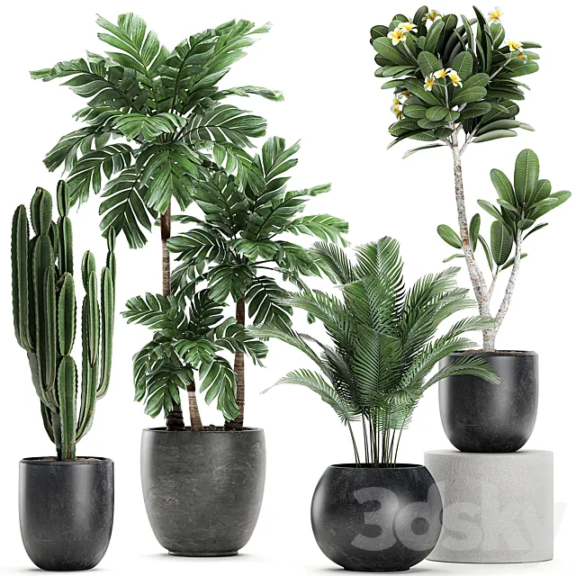 Collection of exotic plants in black pots with palm cariota cactus cereus frangipani tree. Set 678 3ds Max