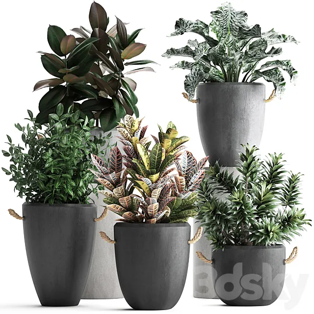 Collection of exotic plants in modern black concrete pots and flowerpots with Ficus robusta alokasia croton dracaena. Set 393 3ds Max