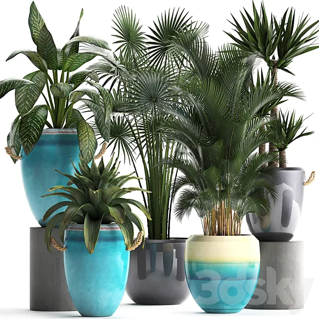 Collection of exotic plants in modern multicolored pots and vases with Fan palm bromelia Howea Yucca Dieffenbachia. Set 394 3ds Max