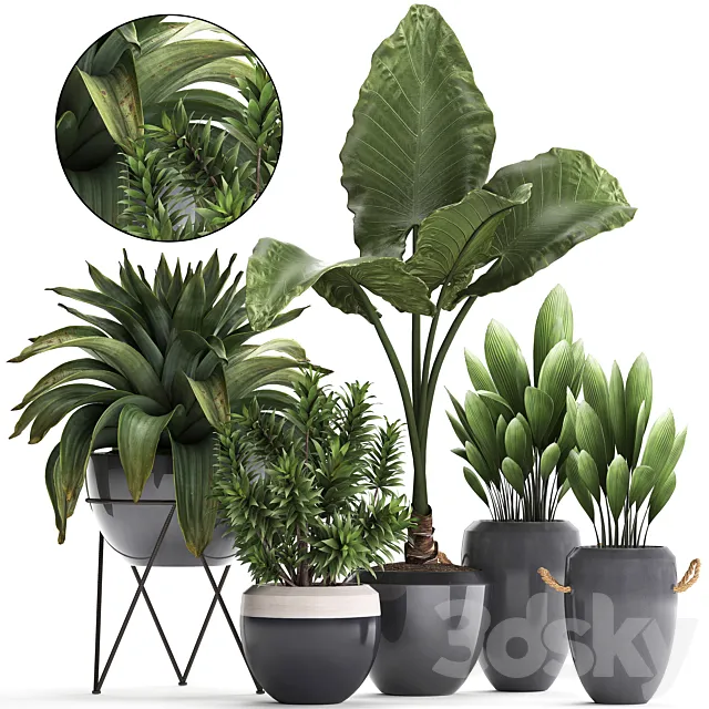 Collection of exotic plants in modern pots and vases with tropical bromelia alokasia dracaena palm grass. Set 395 3DS Max Model