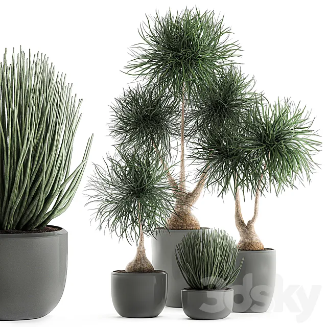 Collection of exotic plants in pots with bent Bokarnea Dracaena Sansevieria desert plants. Set 540. 3DS Max Model