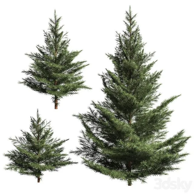 Collection of firs. 3 3dsMax Model