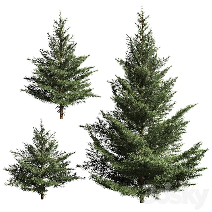 Collection of firs. 3 models 3DS Max Model