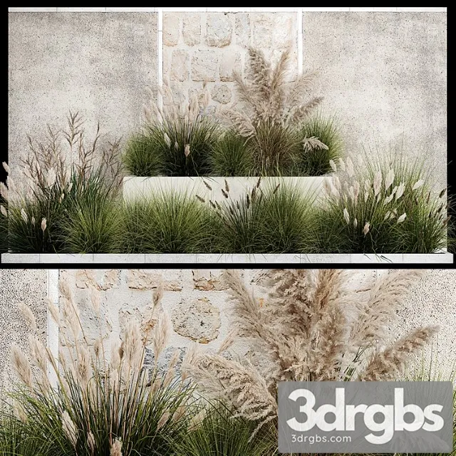 Collection of flowerbed plants and bushes with grass for landscaping, pampas grass, cortaderia and white reeds. 1126.